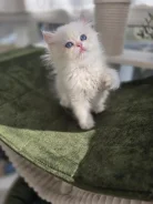 ���������� �������������� �����. ��� ����� �� ���������� ����