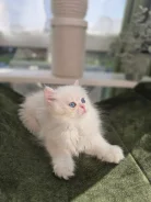 ���������� �������������� �����. ��� ����� �� ���������� ����