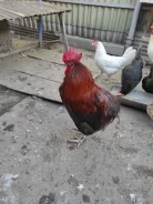 ����. ����