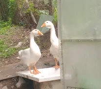 ����. ����