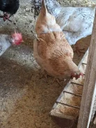 ����. ����