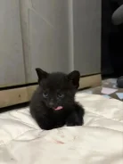 �����. ����