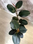 �����. ����