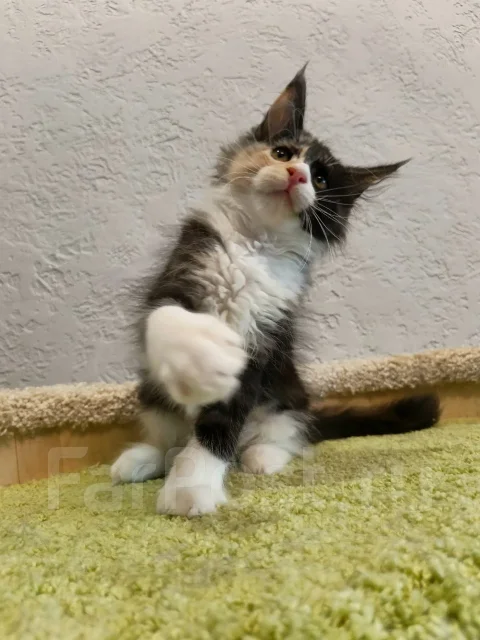 ����-���. ����