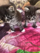 �����. ����