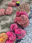 ���������. ����