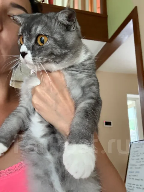 �����. ����