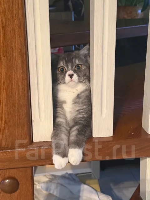 �����. ����