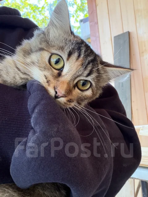 �����. ����
