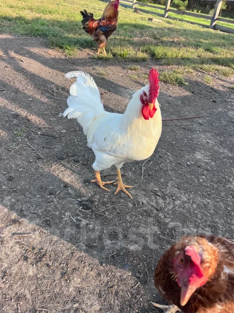 ����. ����