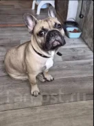 ����������� �������. ����