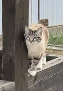 �����. ����