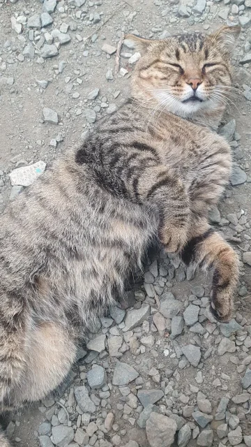�����. ����