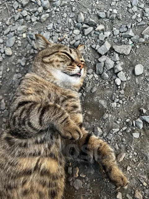 �����. ����