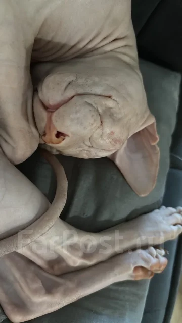 ������. ����