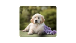 ������ ��� ���� Perfeo Dog 240�200�2�� ����