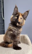 ����-���. ����