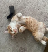 �����. ����