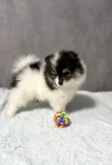 ����������� ����. ����