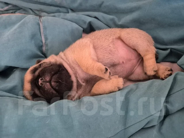 ����. ����