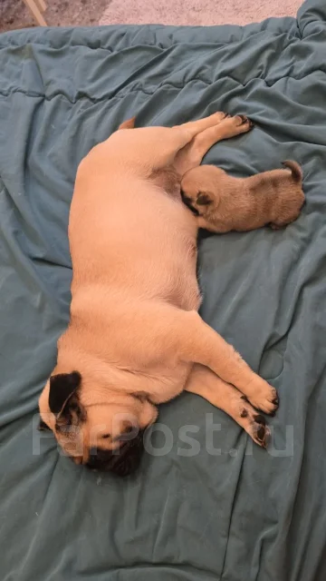 ����. ����