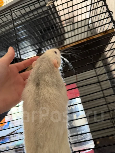�����. ����