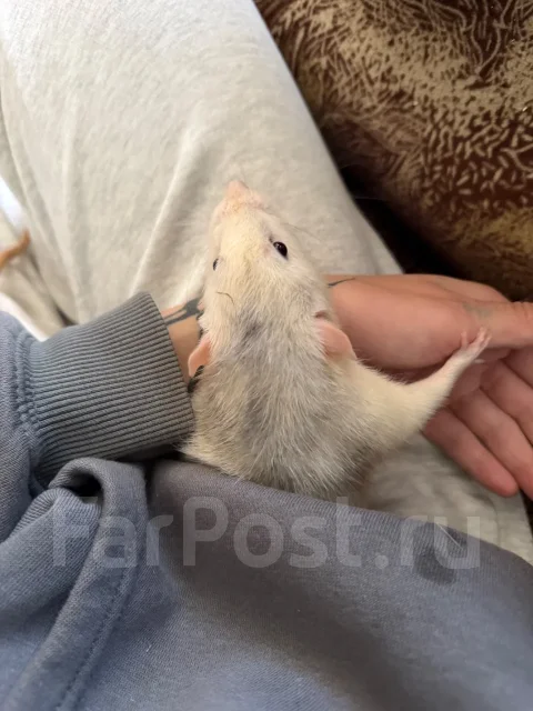 �����. ����