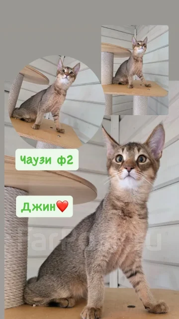 �����. ��� ����� �� ������� ����