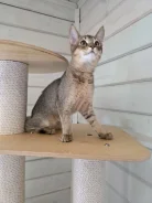 �����. ��� ����� �� ������� ����