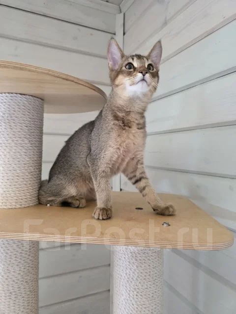 �����. ��� ����� �� ������� ����