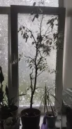 ����� �� ����������� ����