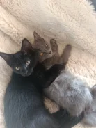 �����. ����