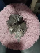 �����. ����