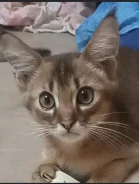 �����. ����