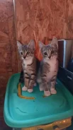 �����. ����