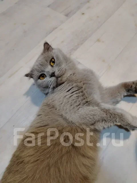 ����������� ��������� �����. ����