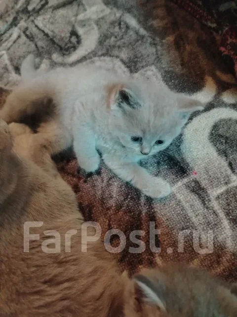 ����������� ��������� �����. ����