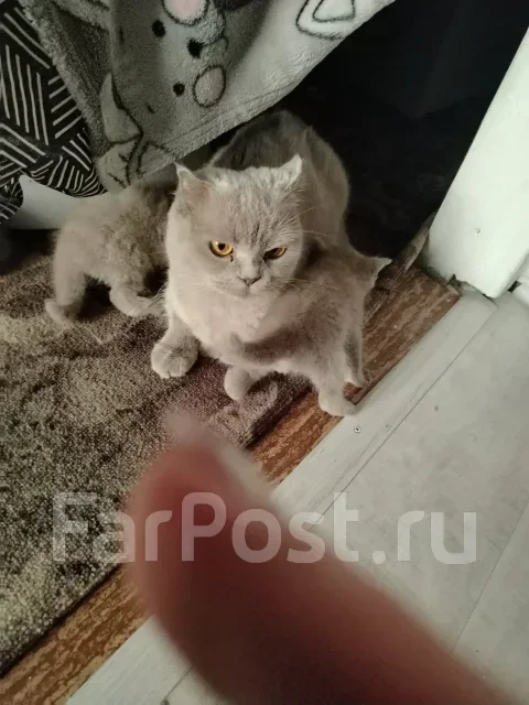 ����������� ��������� �����. ����