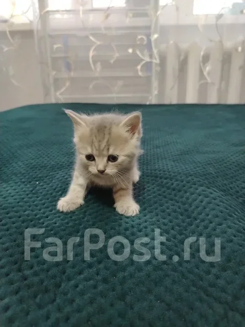 ����������� ��������� �����. ����