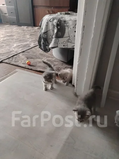 ����������� ��������� �����. ����