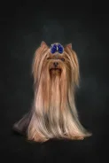 ����������� ������. ����