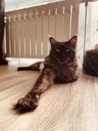����-���. ����