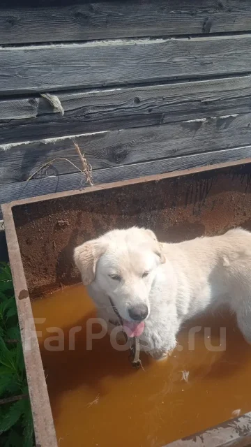�������� ��������. ����