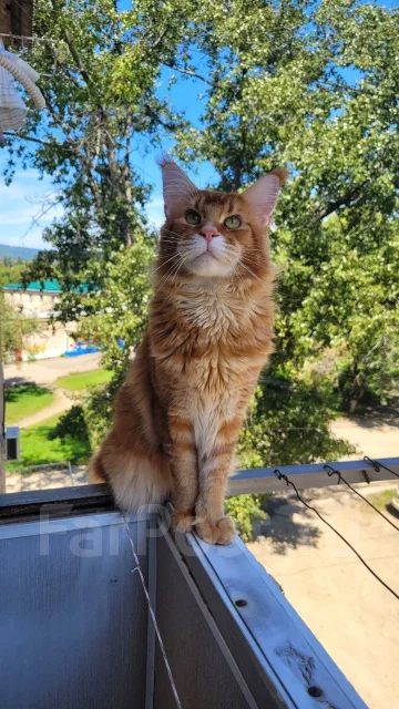 ����-���. ����