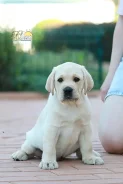 �������� ��������. ����