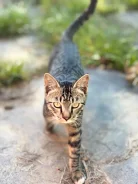 �����. ����