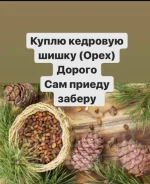 ����� �����, ����! ����