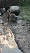 ����. ����