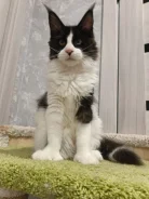 ����-���. ����