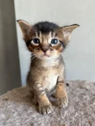 �����. ����